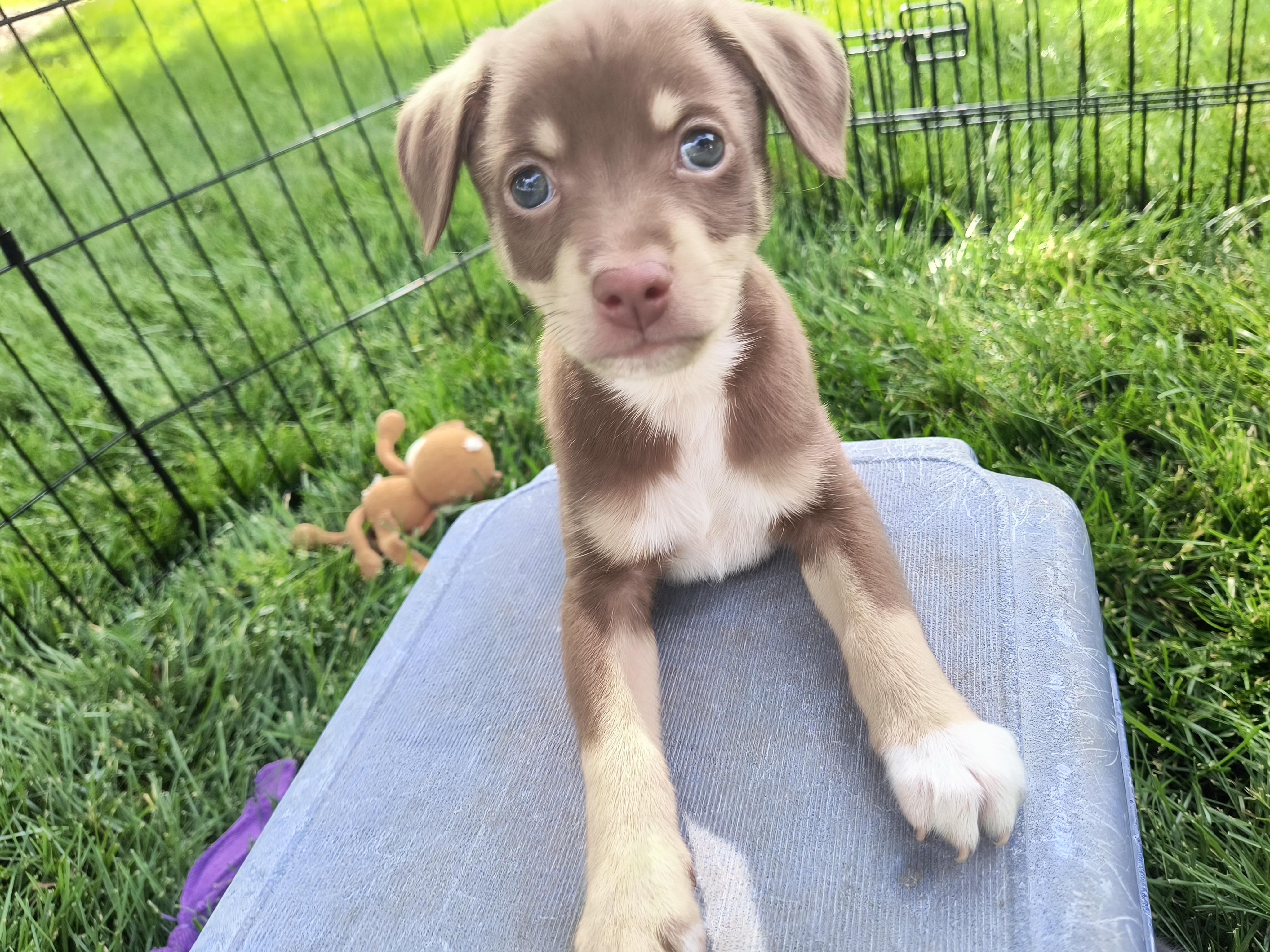 Ali, a ADOPTABLE mixed breed in Aurora, IL image 4/4