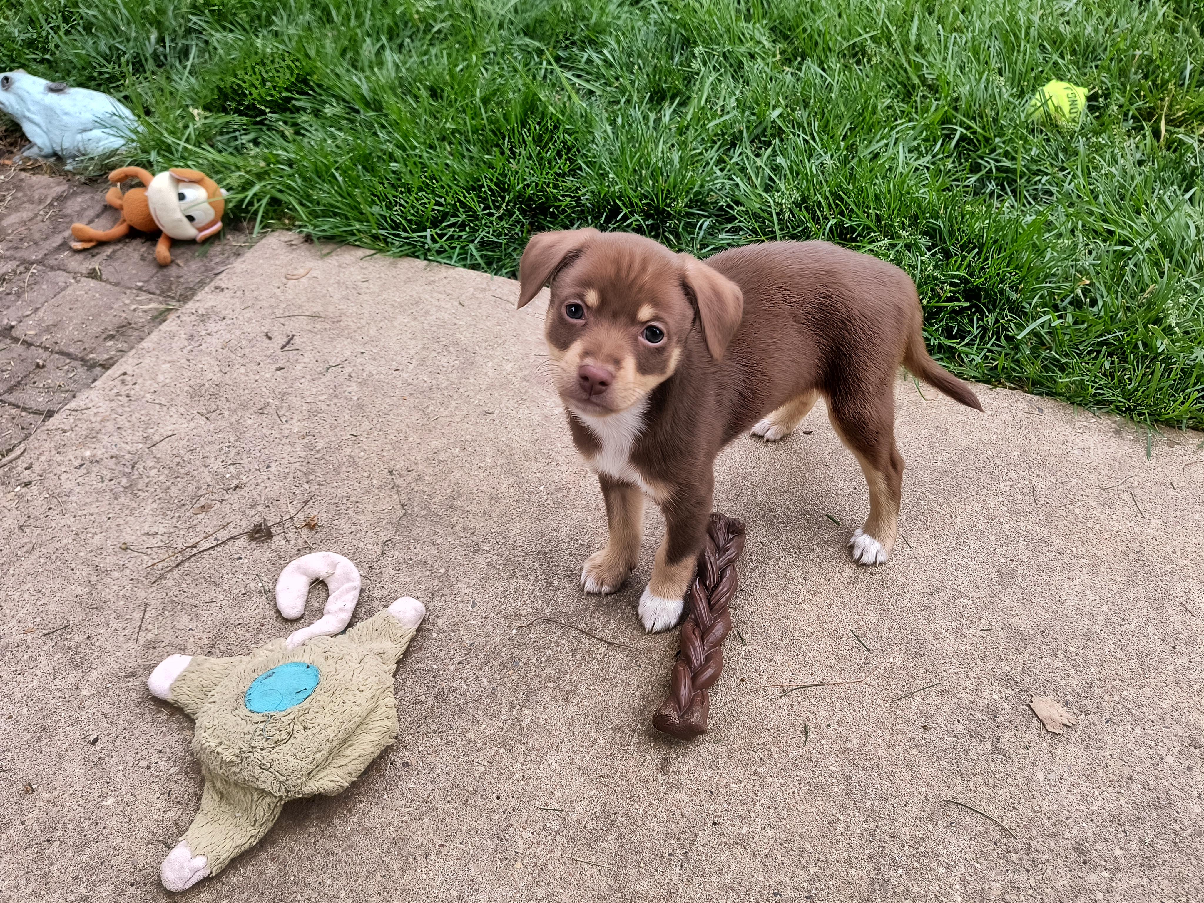 Ali, a ADOPTABLE mixed breed in Aurora, IL image 2/4