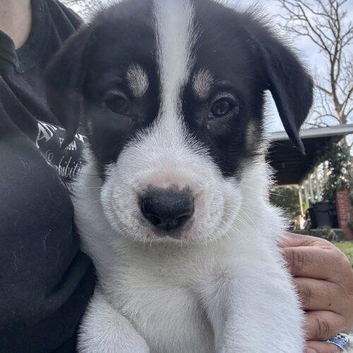 Dennis, Adoptable, Puppy Male Hound & Great Pyrenees.