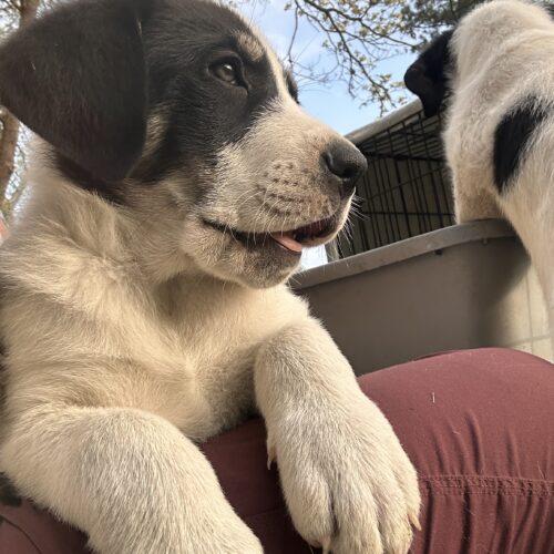 Enlarge Dennis, a Adoptable mixed breed in Sanford, NC image 2/5