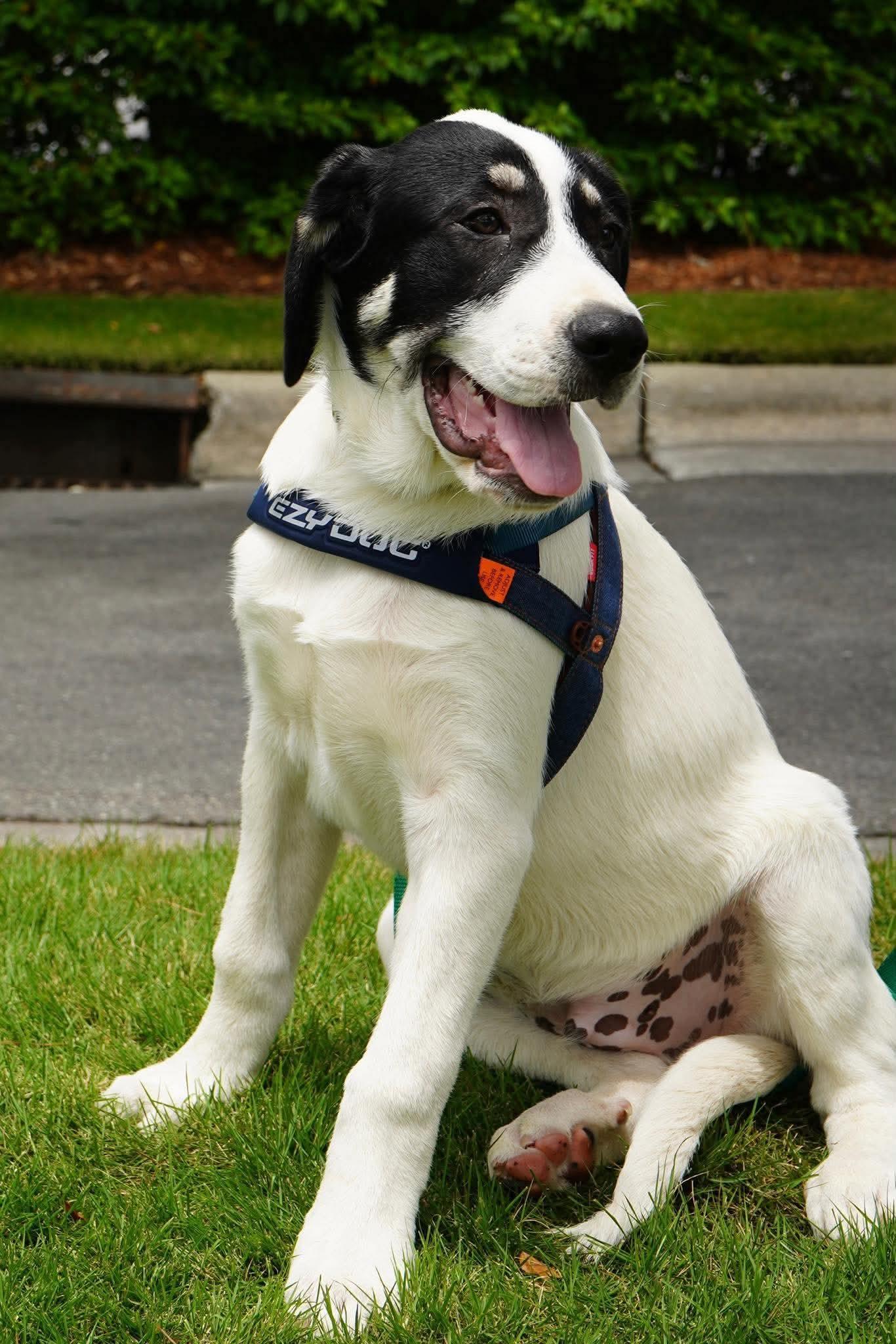 Dennis, a Adoptable mixed breed in Sanford, NC image 2/5
