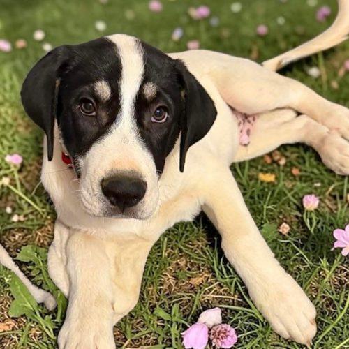 Dennis, a Adoptable mixed breed in Sanford, NC image 3/5