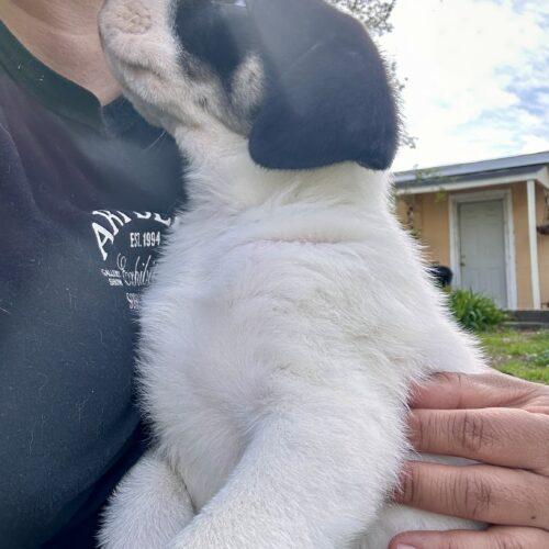 Enlarge Dennis, a Adoptable mixed breed in Sanford, NC image 3/5
