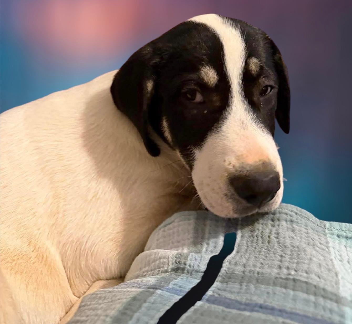 Enlarge Dennis, a Adoptable mixed breed in Sanford, NC image 4/5