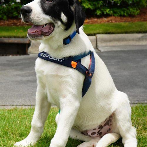 Dennis, a Adoptable mixed breed in Sanford, NC image 5/5