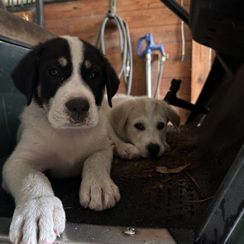 Enlarge Dennis, a Adoptable mixed breed in Sanford, NC image 5/5