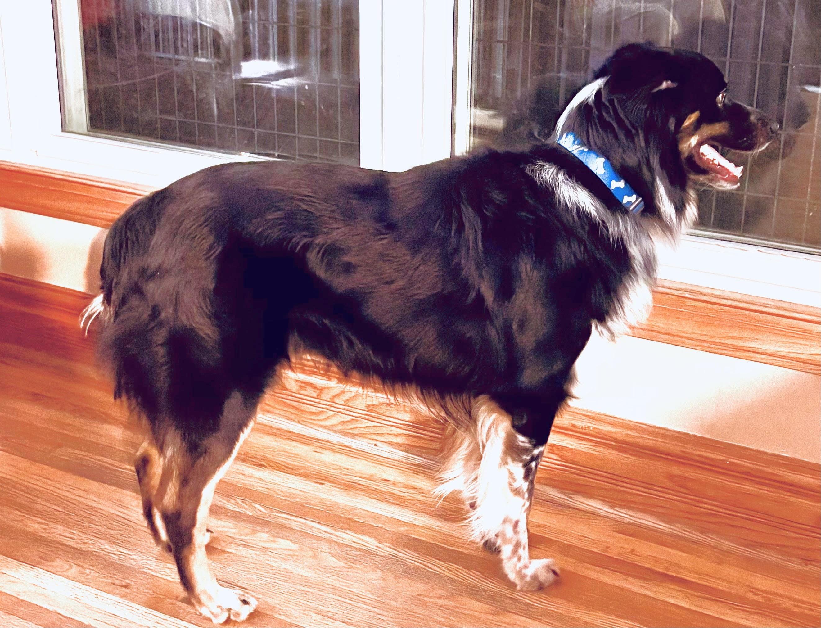 Frodo (courtesy post), a Adoptable mixed breed in Minneapolis, MN image 2/2