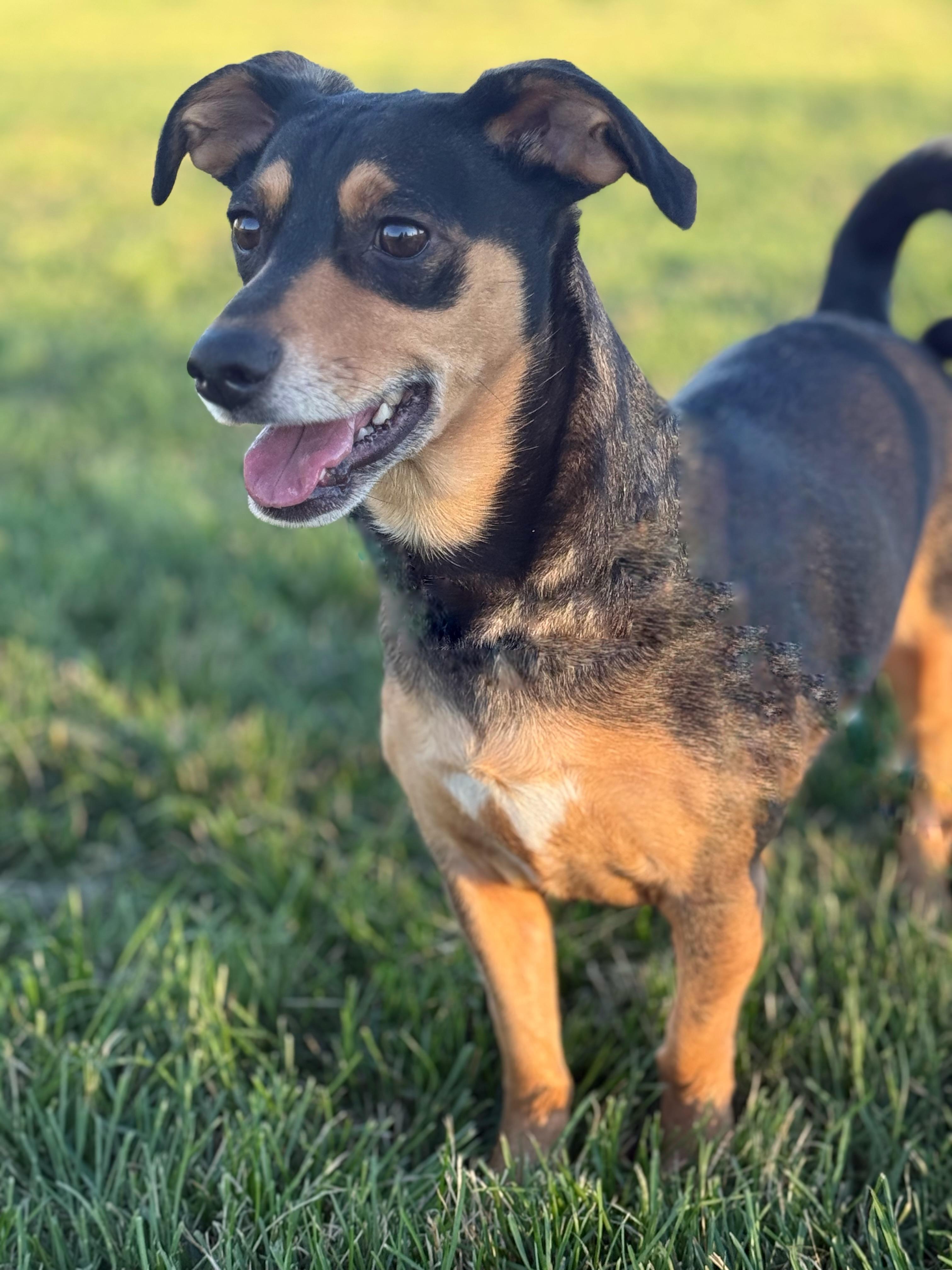 Enlarge Kai, a Adoptable mixed breed in Twin Falls, ID image 1/5