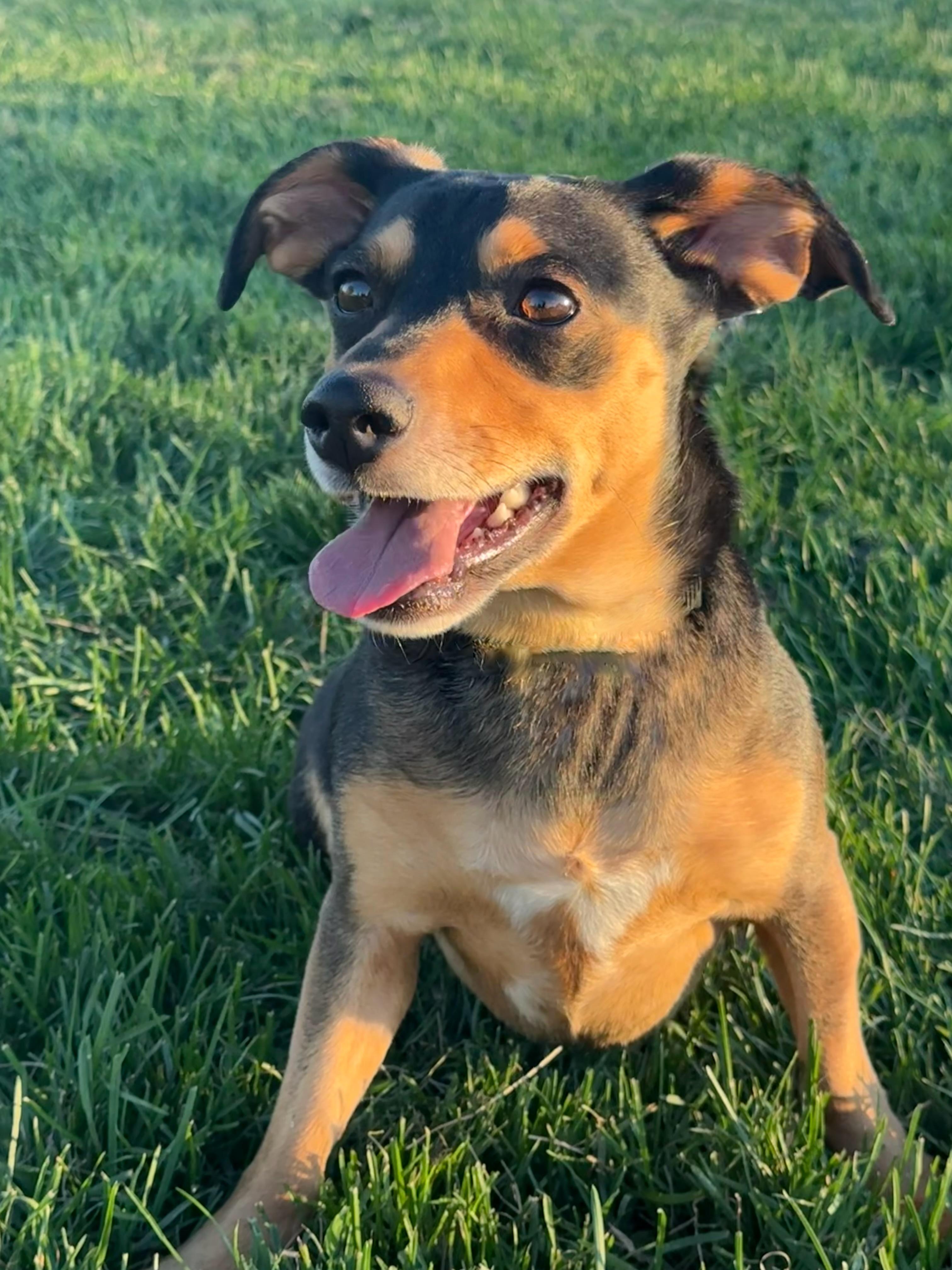 Enlarge Kai, a Adoptable mixed breed in Twin Falls, ID image 2/5