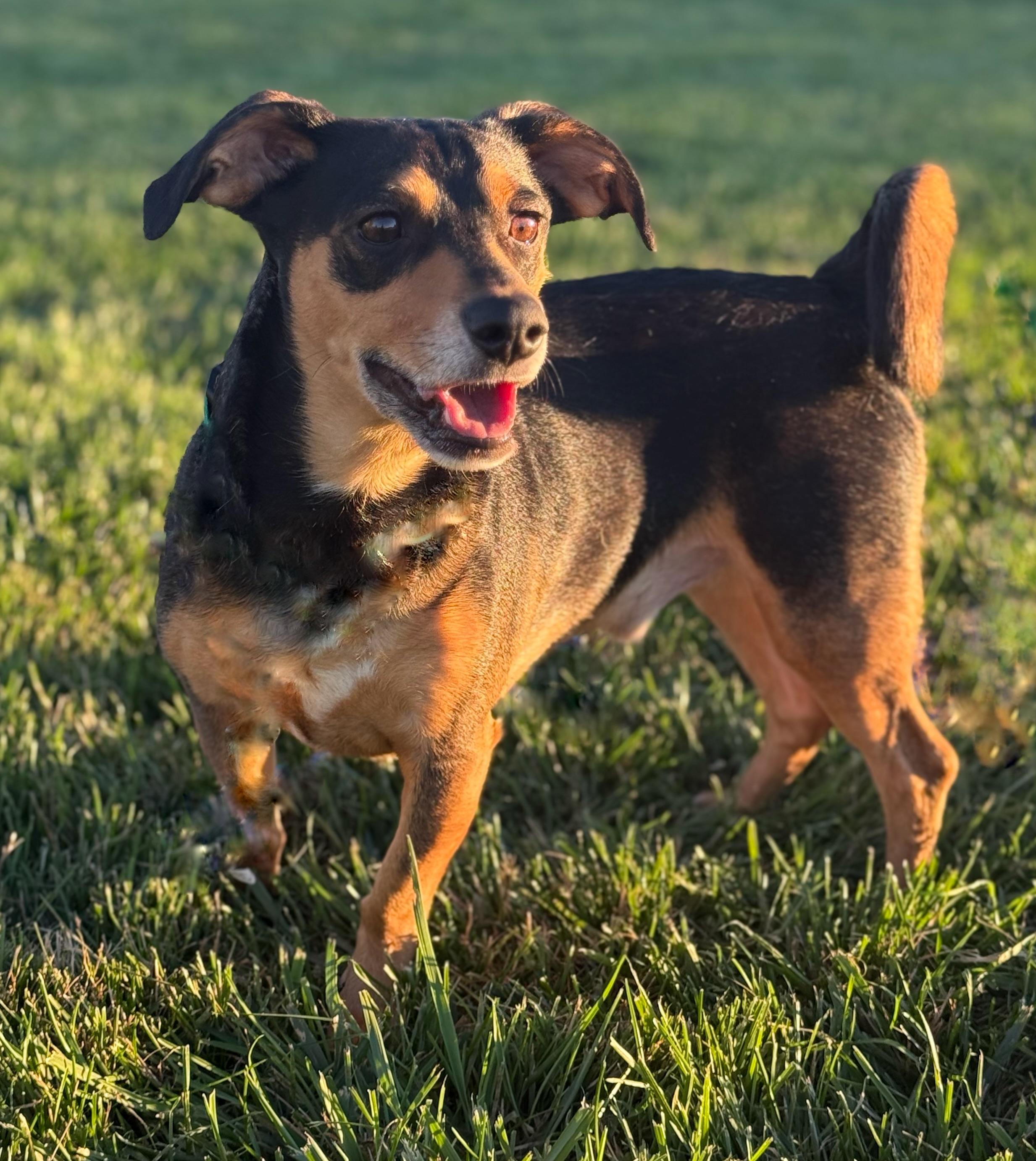 Enlarge Kai, a Adoptable mixed breed in Twin Falls, ID image 3/5