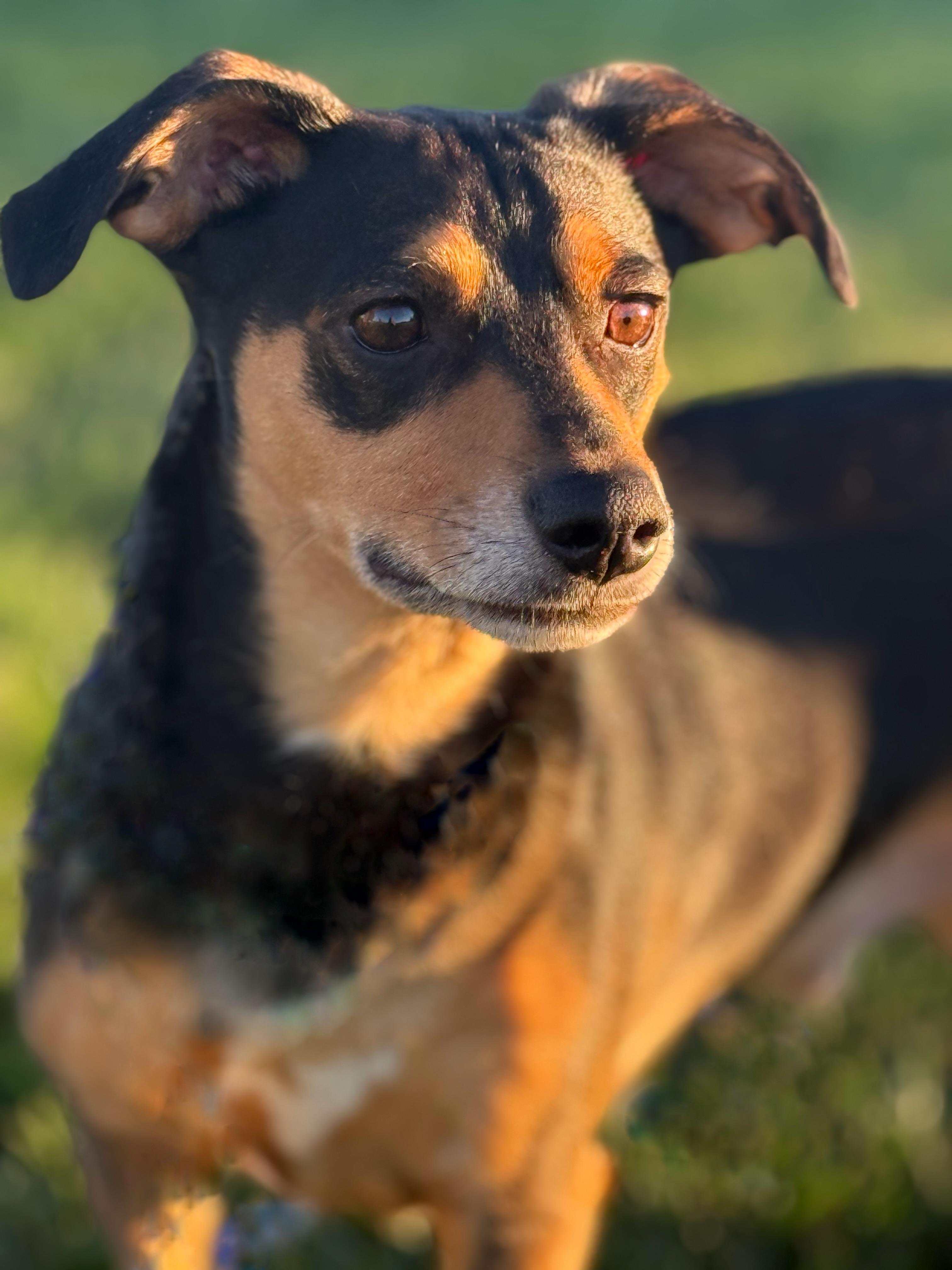 Enlarge Kai, a Adoptable mixed breed in Twin Falls, ID image 4/5