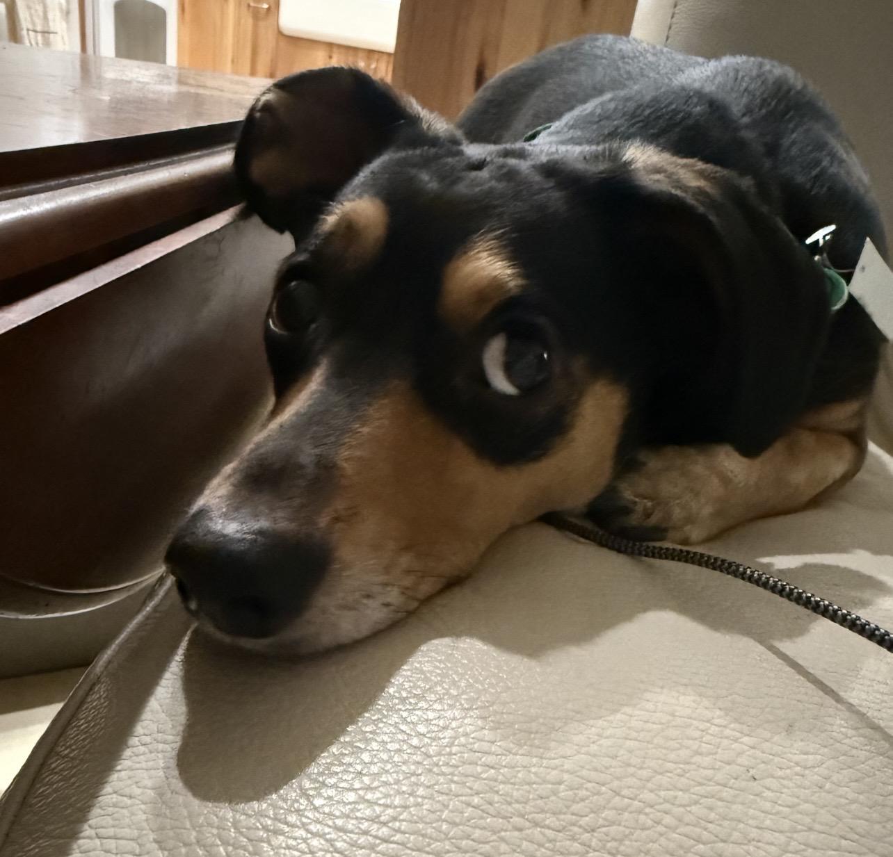 Enlarge Kai, a Adoptable mixed breed in Twin Falls, ID image 5/5