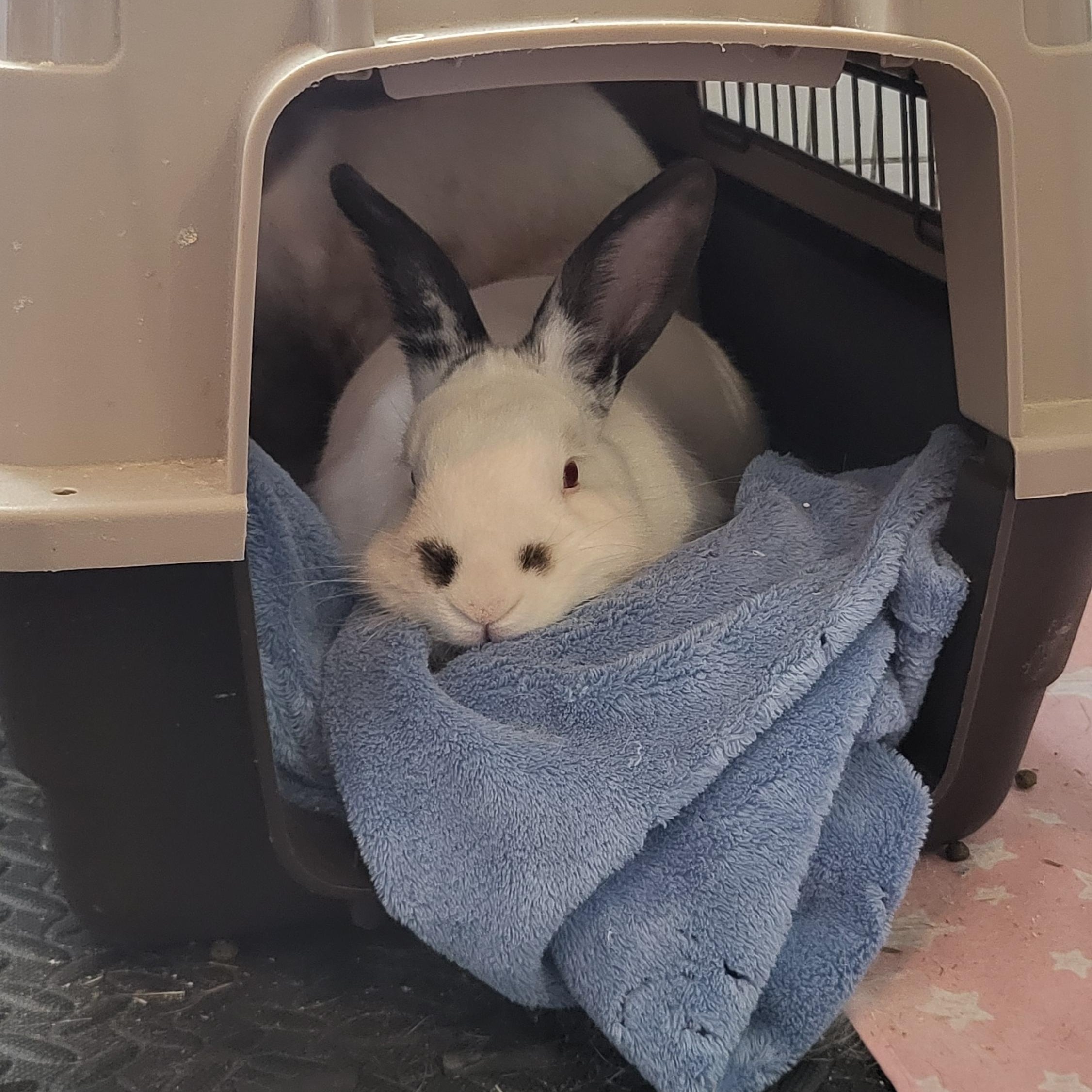 Enlarge Pierre (Bonded with Cookie), a Adoptable mixed breed in Midlothian, VA image 5/5