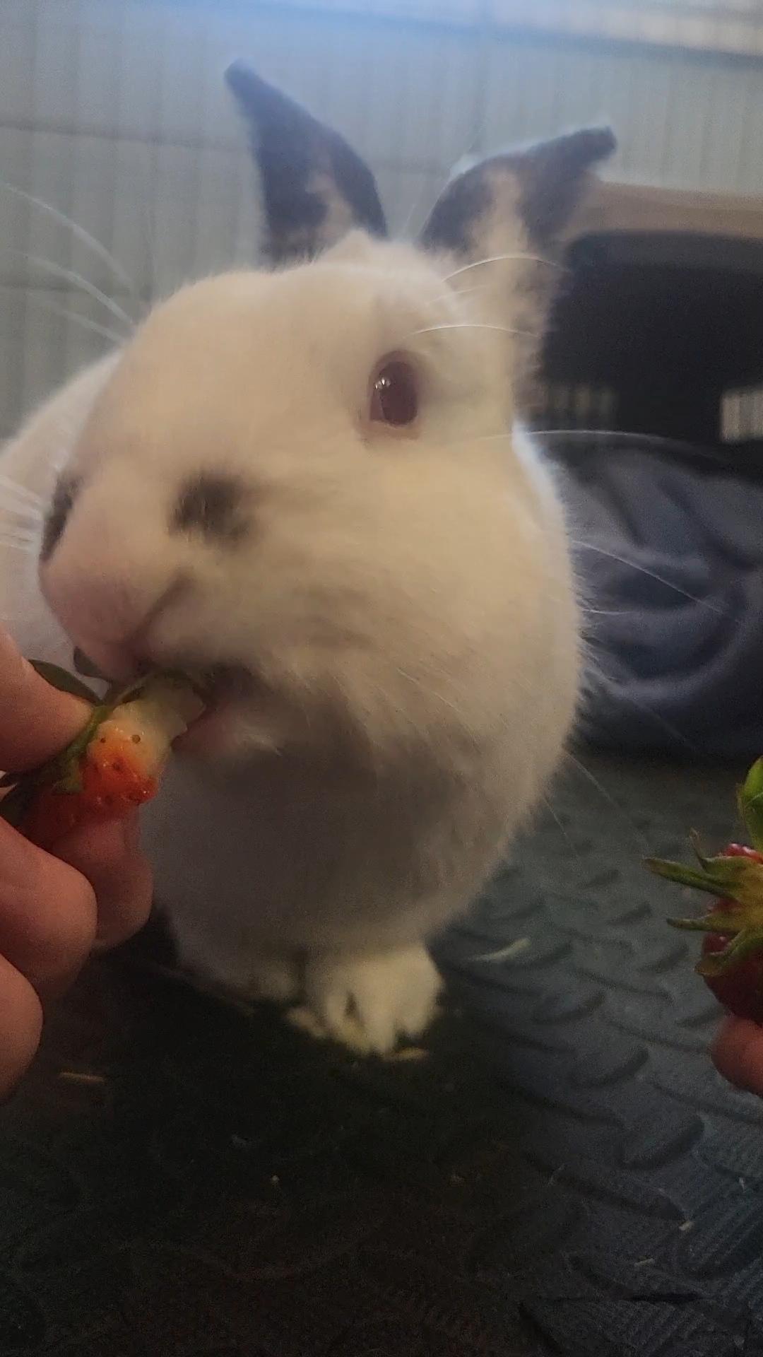 Enlarge Pierre (Bonded with Cookie), a Adoptable mixed breed in Midlothian, VA image 1/5