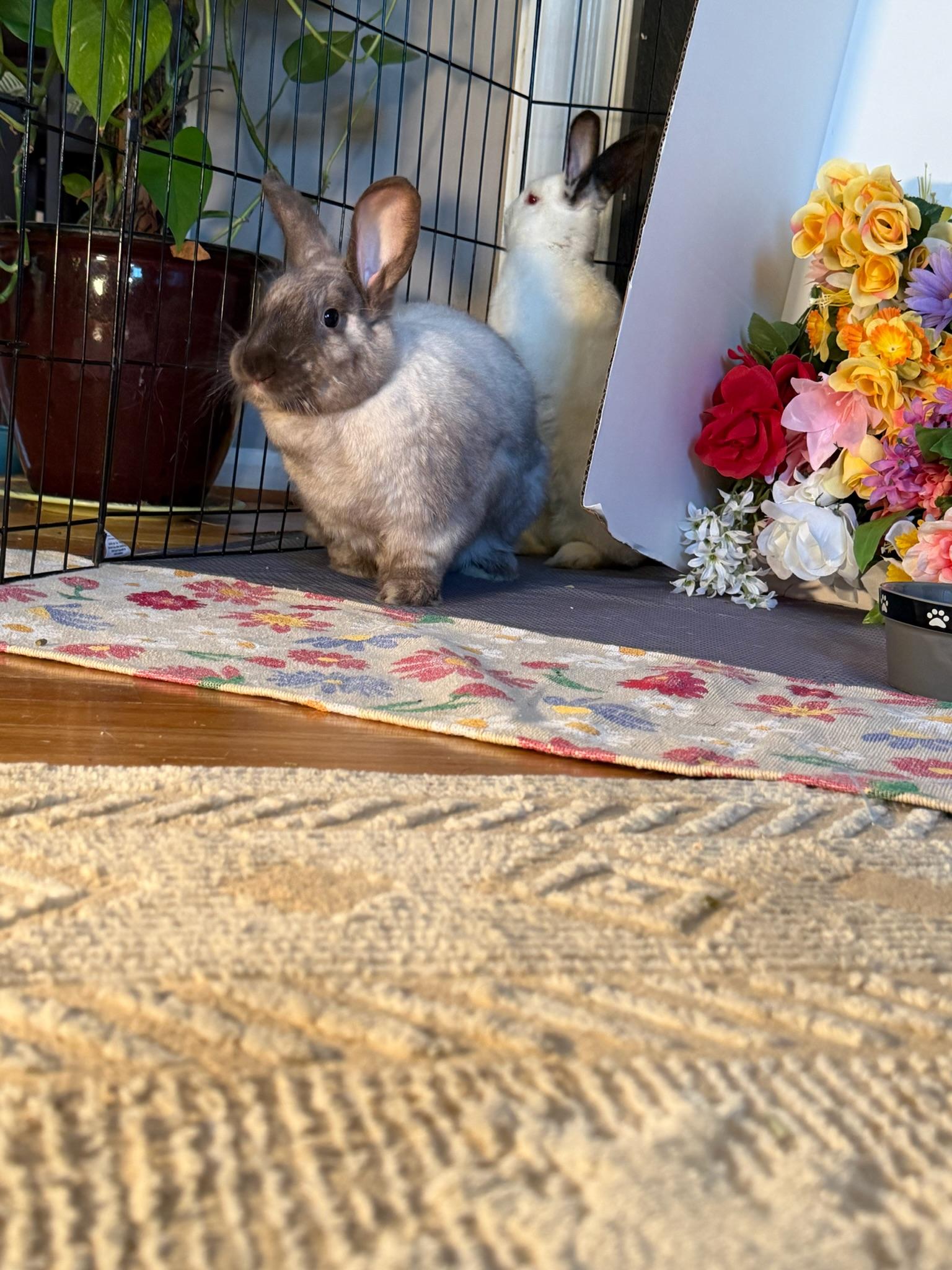 Enlarge Pierre & Cookie, a Adoptable mixed breed in Midlothian, VA image 1/5