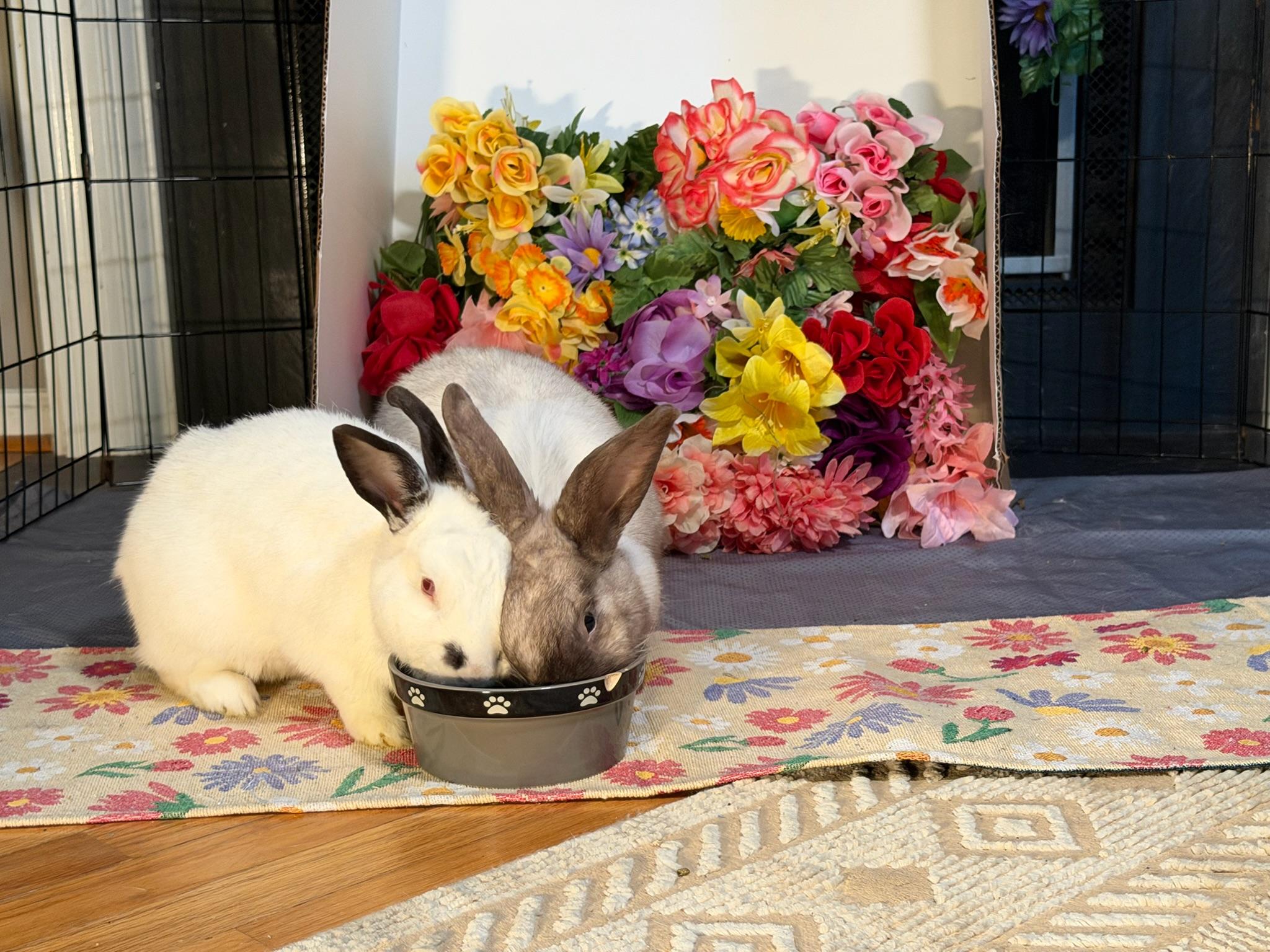 Enlarge Pierre & Cookie, a Adoptable mixed breed in Midlothian, VA image 2/5