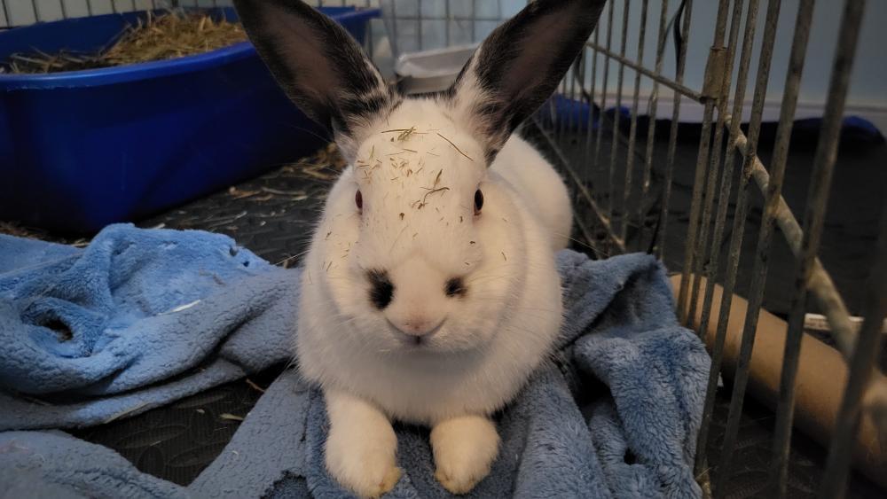 Enlarge Pierre (Bonded with Cookie), a Adoptable mixed breed in Midlothian, VA image 3/5