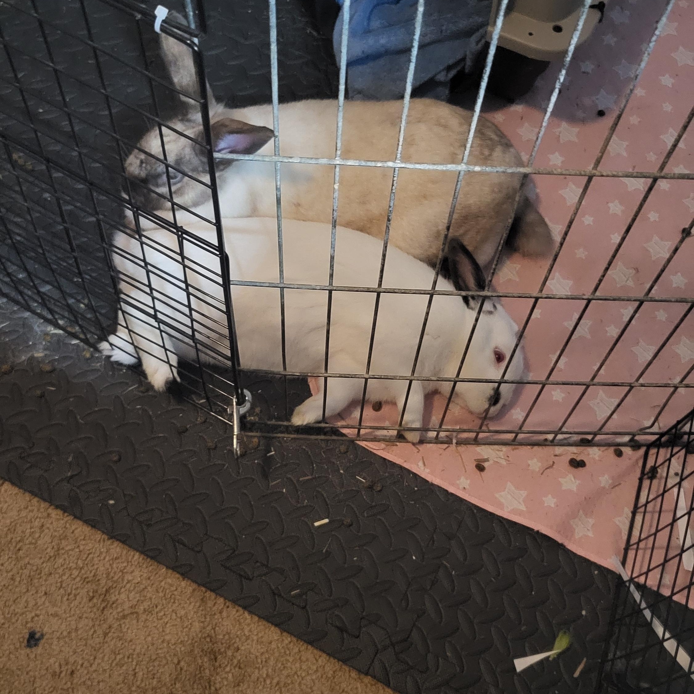 Enlarge Pierre (Bonded with Cookie), a Adoptable mixed breed in Midlothian, VA image 4/5