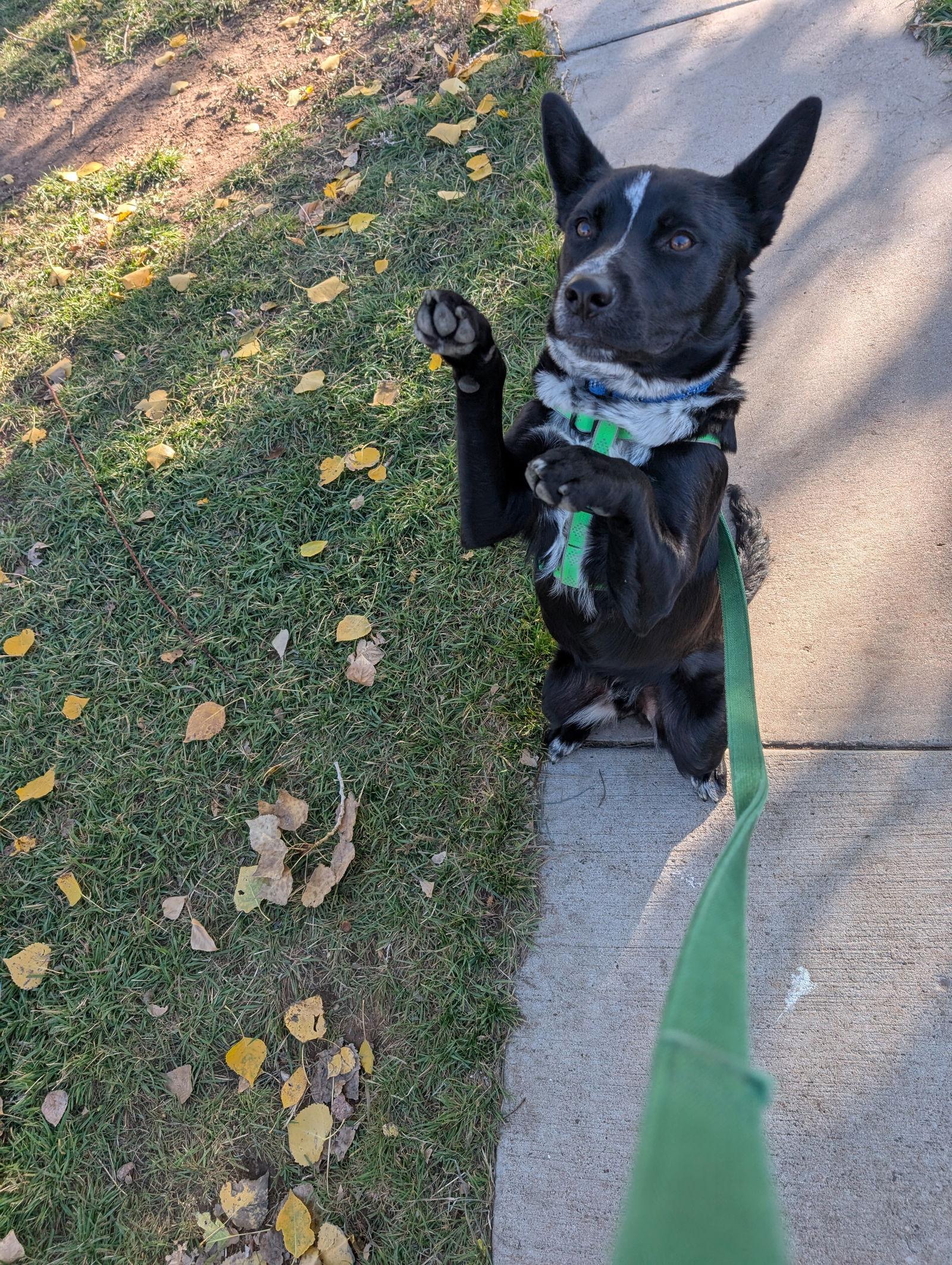 Lucky Day, Adoptable, Young Male Australian Cattle Dog / Blue Heeler.
