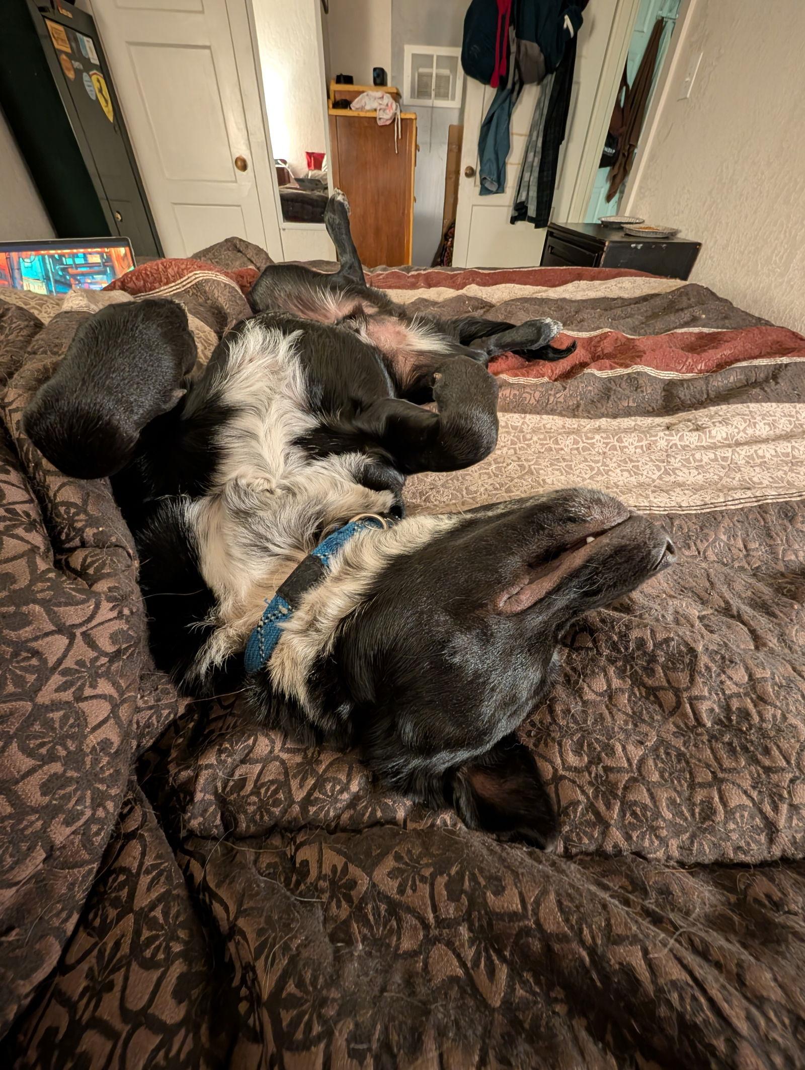 Lucky Day, a Adoptable Australian Cattle Dog / Blue Heeler in Laramie, WY image 2/3