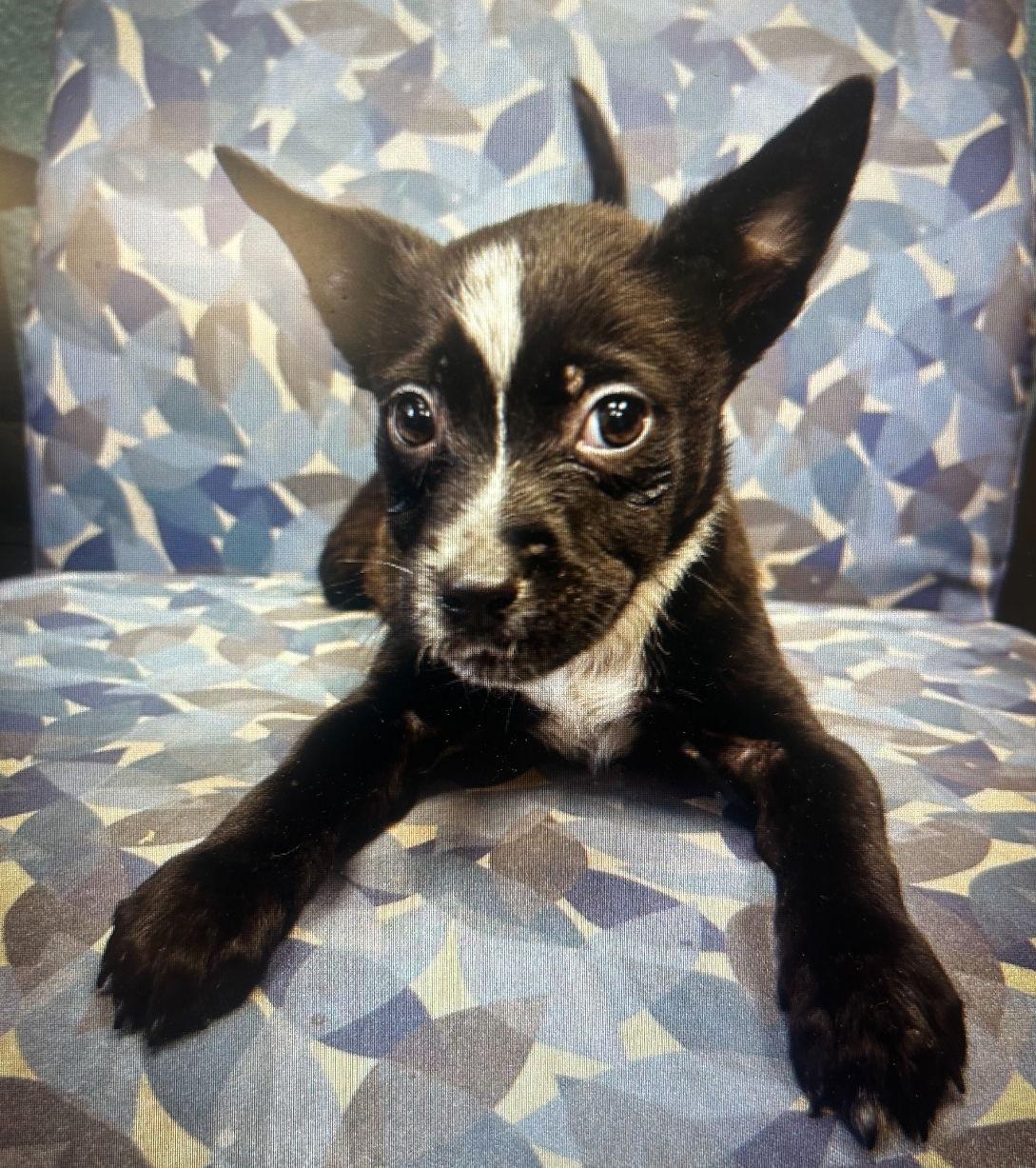 Enlarge Lucky Day, a Adoptable Australian Cattle Dog / Blue Heeler in Laramie, WY image 1/3
