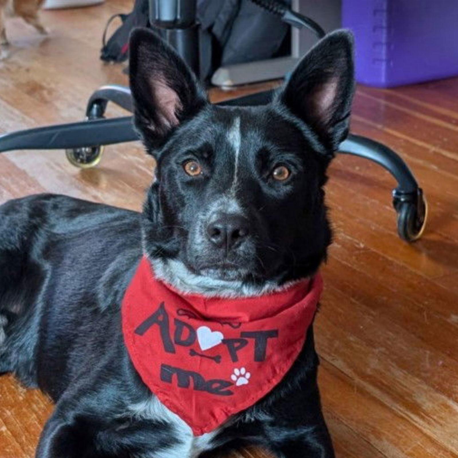 Lucky Day, a Adoptable Australian Cattle Dog / Blue Heeler in Laramie, WY image 3/3