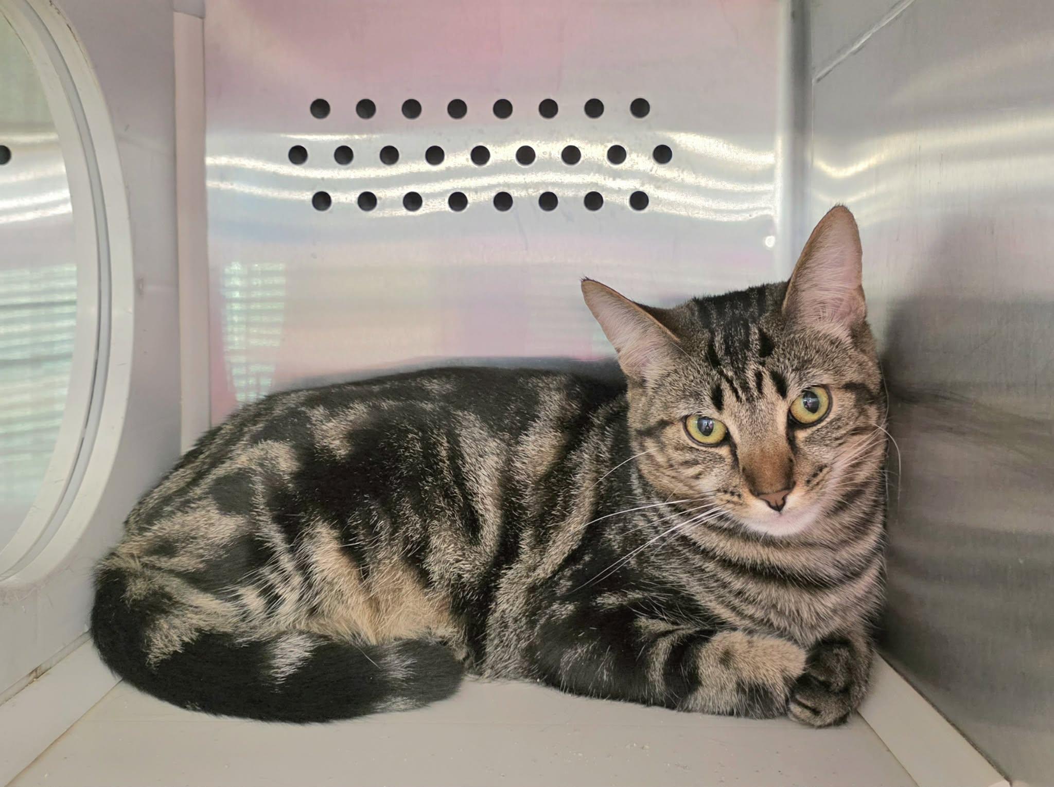 Tillie and Thumper - Bonded Pair!, adopted, Young Female Domestic Short Hair.