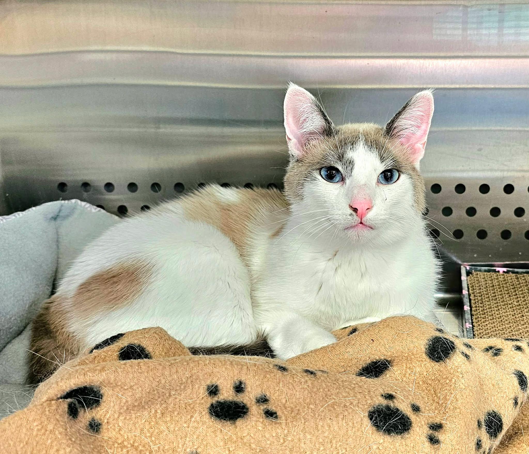 Enlarge Tillie and Thumper - Bonded Pair!, an adopted Domestic Short Hair in Oak Ridge, TN image 3/6