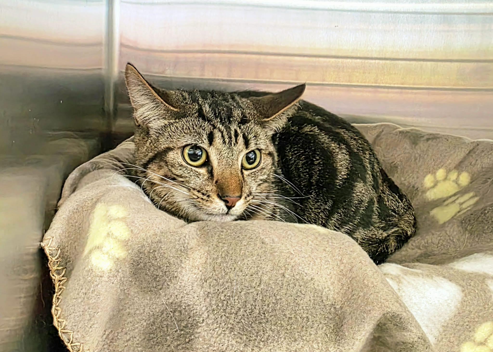 Enlarge Tillie and Thumper - Bonded Pair!, an adopted Domestic Short Hair in Oak Ridge, TN image 2/6