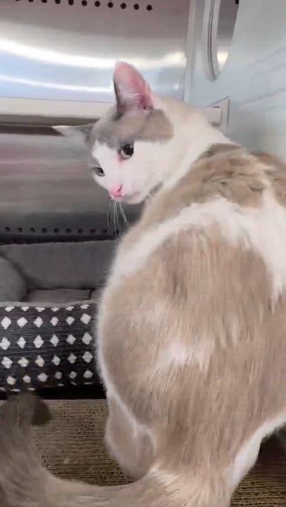 Enlarge Tillie and Thumper - Bonded Pair!, an adopted Domestic Short Hair in Oak Ridge, TN video 5/6