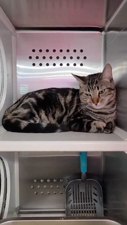 Enlarge Tillie and Thumper - Bonded Pair!, an adopted Domestic Short Hair in Oak Ridge, TN video 4/6