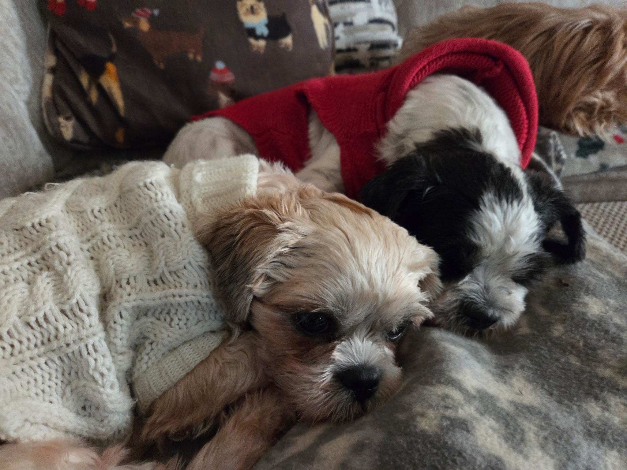 Enlarge Piper + Patches (Bonded Pair), a ADOPTABLE mixed breed in Hughesville, MD image 3/4