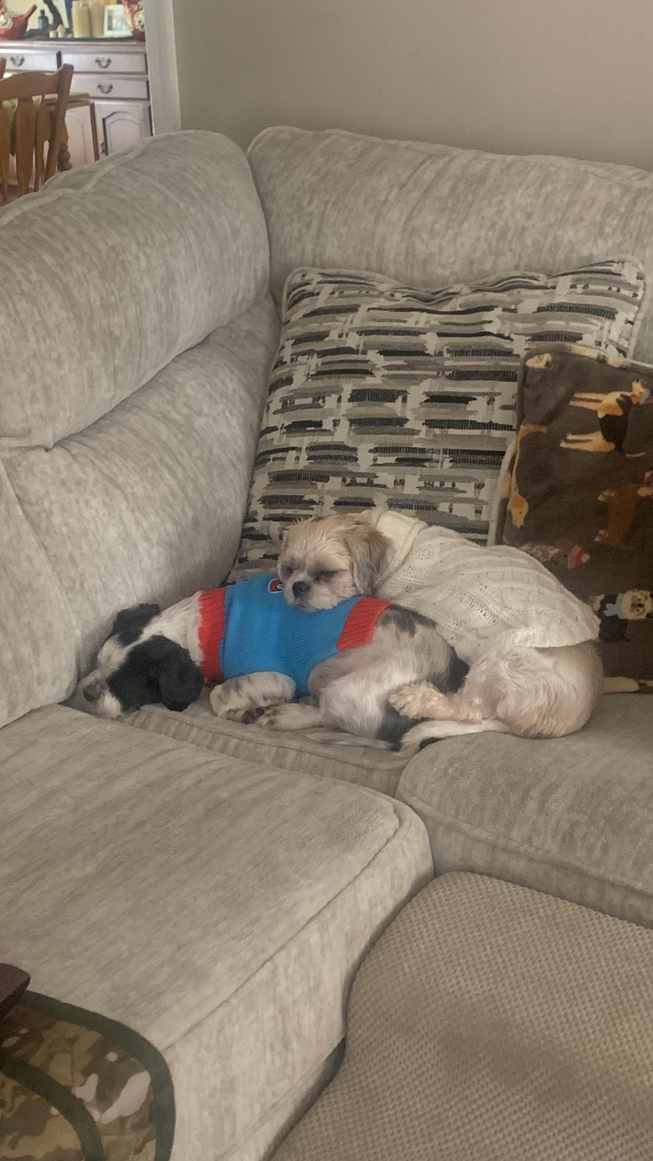 Enlarge Piper + Patches (Bonded Pair), a ADOPTABLE mixed breed in Hughesville, MD image 1/4