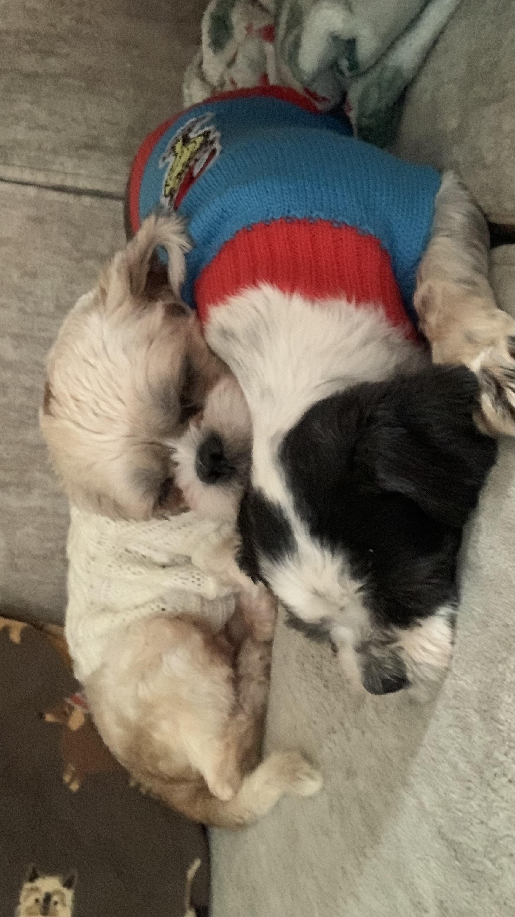 Enlarge Piper + Patches (Bonded Pair), a ADOPTABLE mixed breed in Hughesville, MD image 2/4