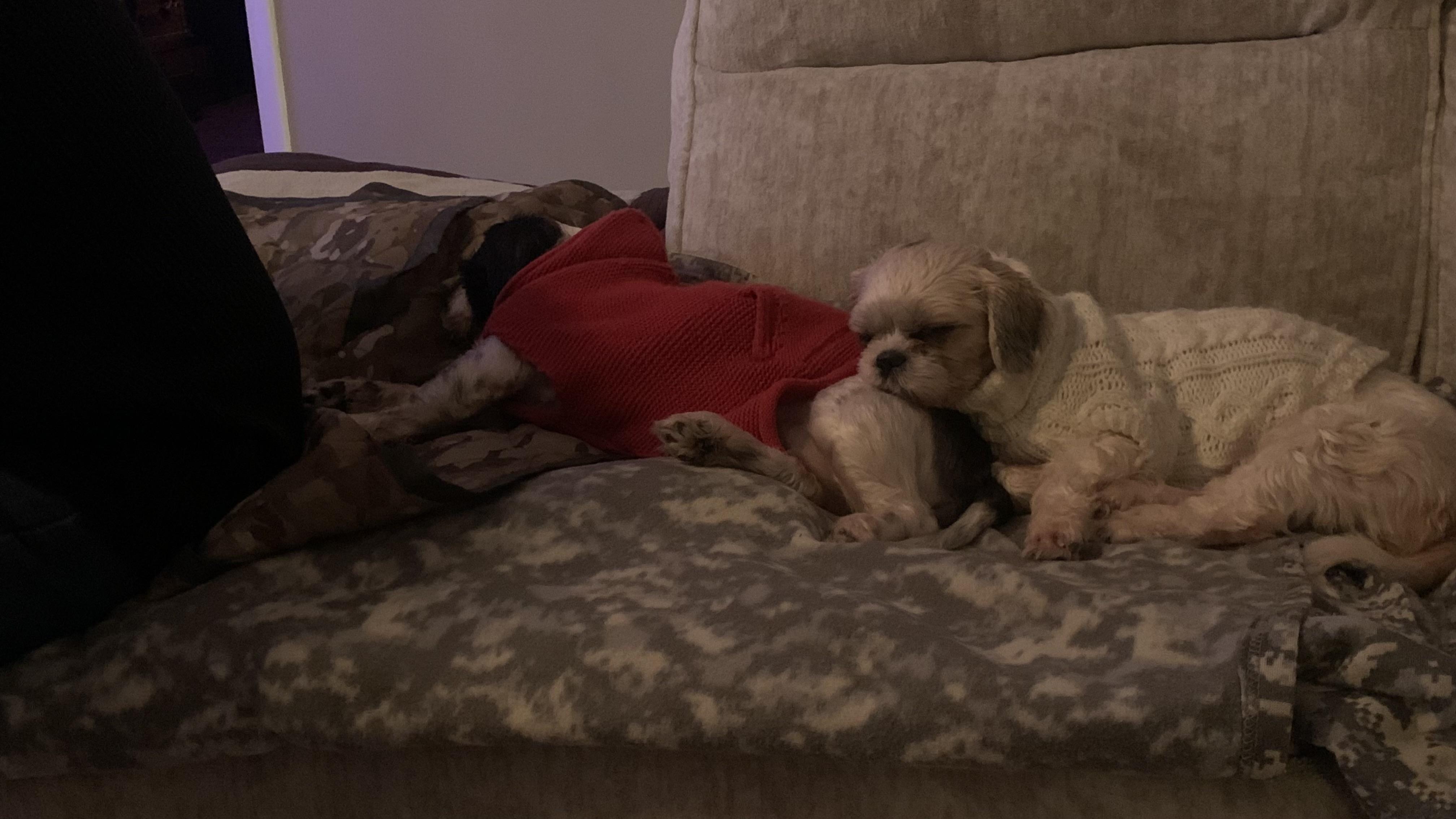 Enlarge Piper + Patches (Bonded Pair), a ADOPTABLE mixed breed in Hughesville, MD image 4/4