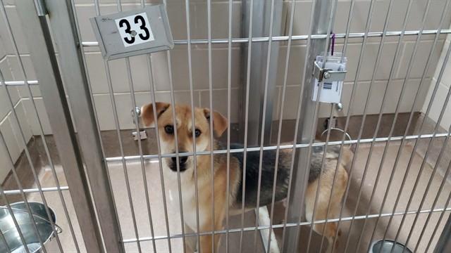 Enlarge GLOCKENAPFEL, a Adoptable mixed breed in Aurora, IL image 1/1