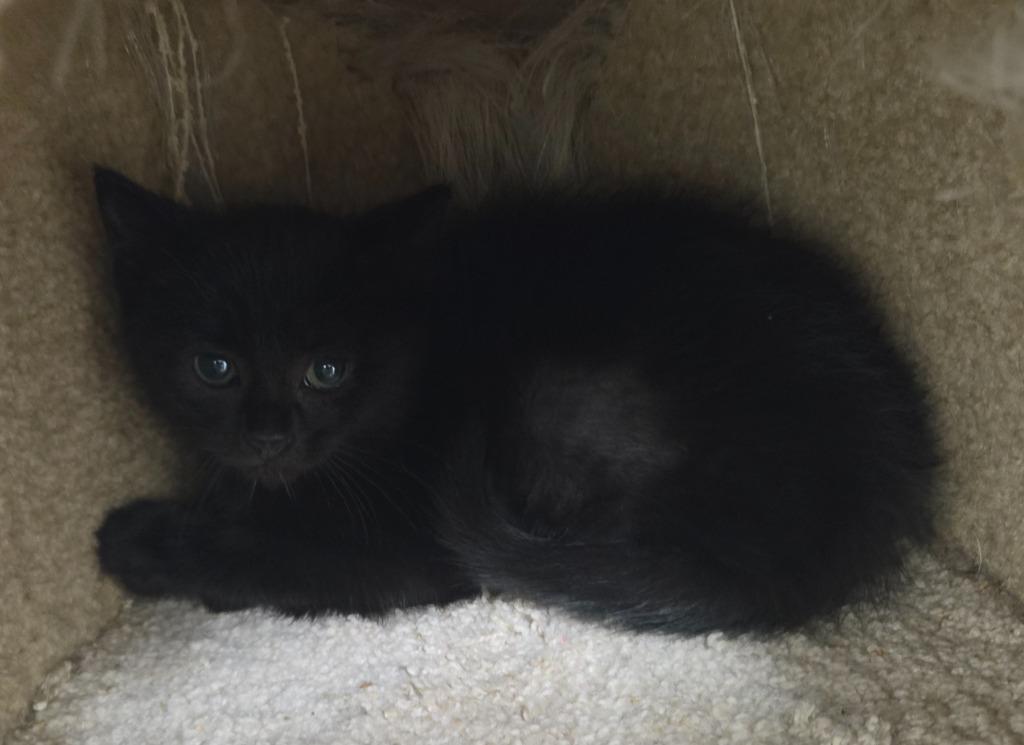 Enlarge Daisy, a ADOPTABLE Domestic Short Hair in Fall River, MA image 1/1