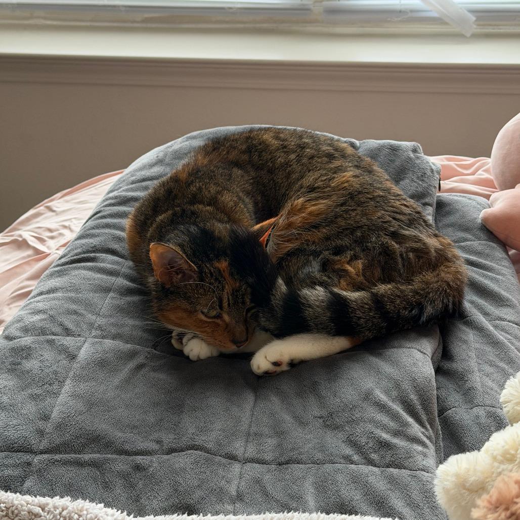 Hazel — thumbnail 2