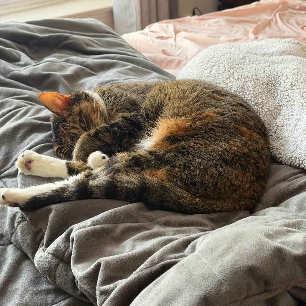 Hazel — thumbnail 3