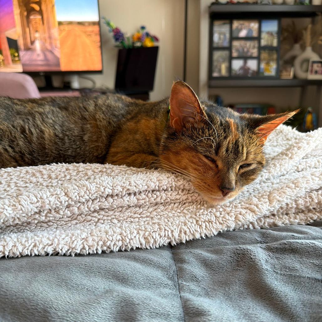 Hazel — thumbnail 4