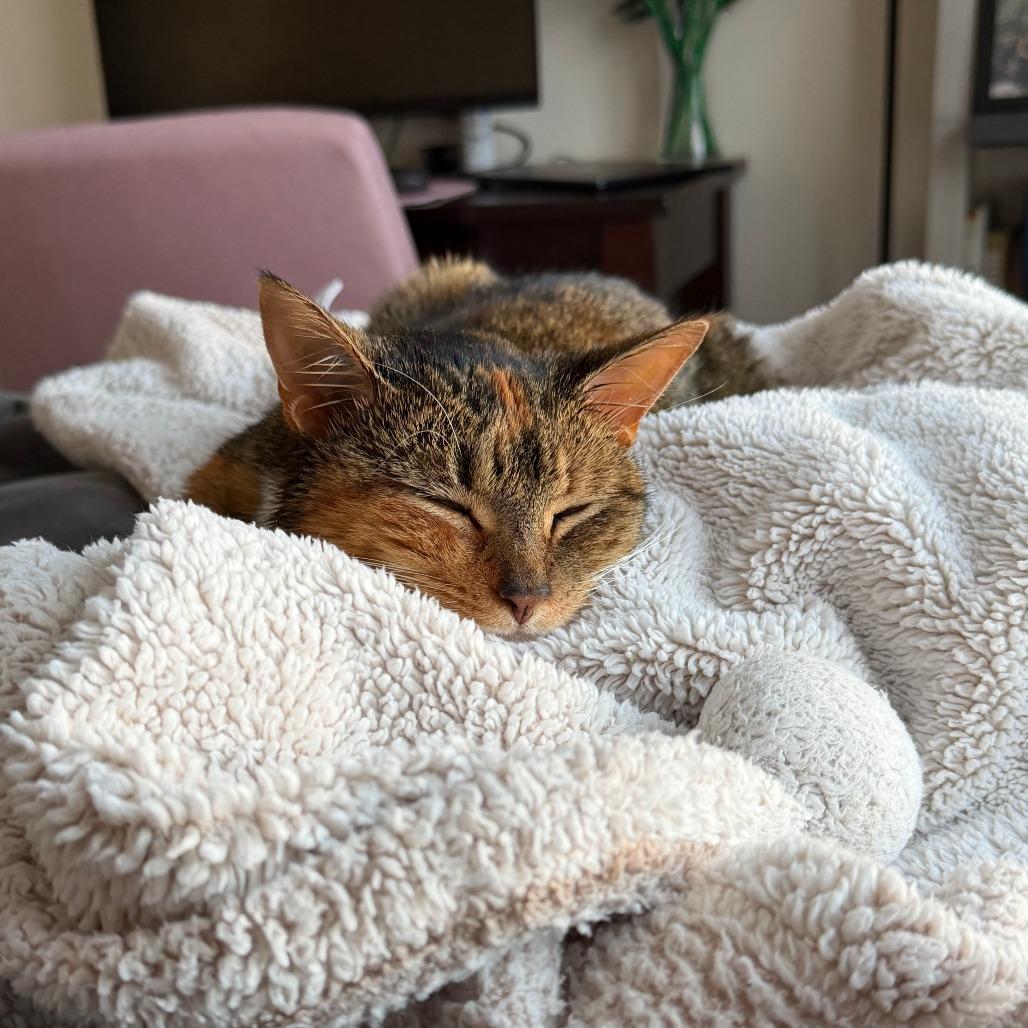 Hazel — thumbnail 5