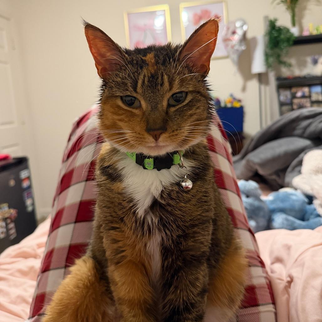 Hazel — thumbnail 6