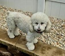 Enlarge Roxie, a Adoptable Poodle in Boiling Springs, PA image 1/10