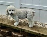 Enlarge Roxie, a Adoptable Poodle in Boiling Springs, PA image 2/10