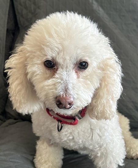 Enlarge Roxie, a Adoptable Poodle in Boiling Springs, PA image 5/10