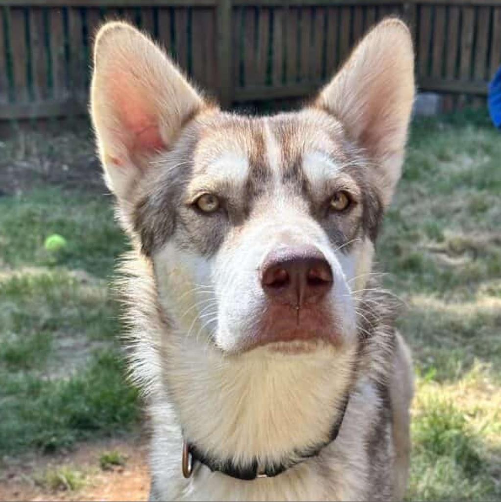 Jerry G, Adoptable, Adult Male Siberian Husky & Mixed Breed.