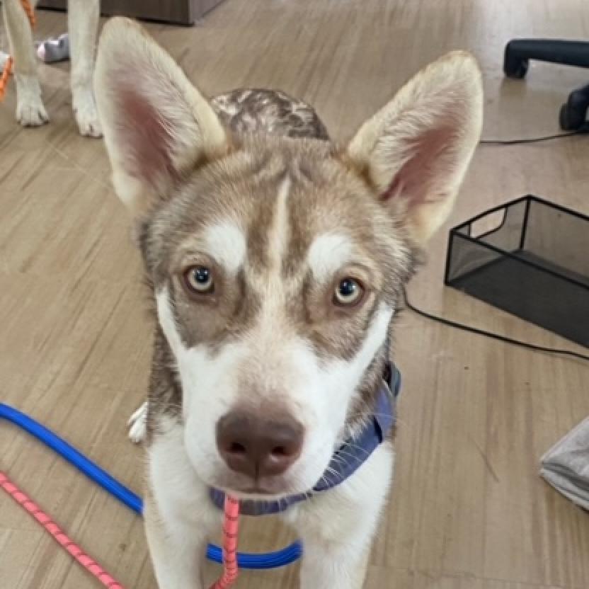 Jerry G, Adoptable, Adult Male Siberian Husky & Mixed Breed.