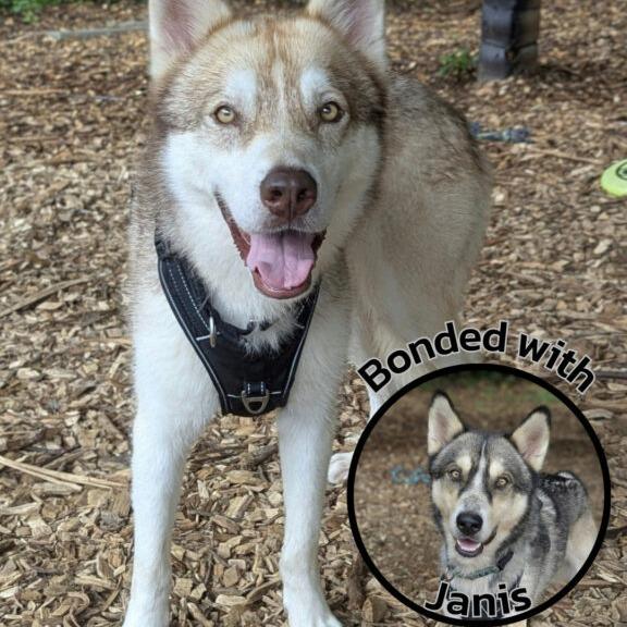 Enlarge Jerry G, a Adoptable mixed breed in Aldie, VA image 3/5