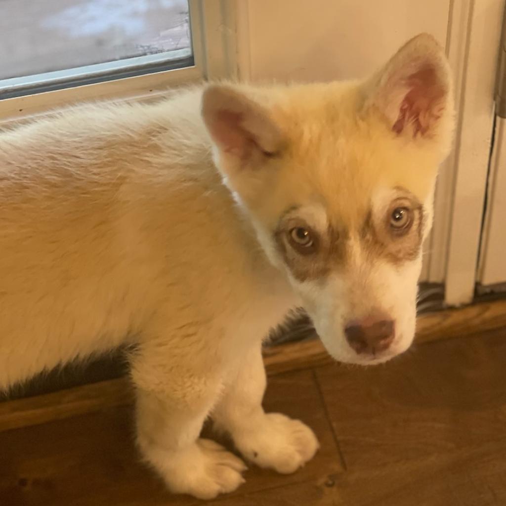 Jerry G, a Adoptable mixed breed in Aldie, VA image 3/5