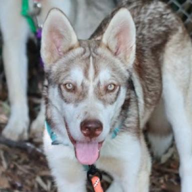 Enlarge Jerry G, a Adoptable mixed breed in Aldie, VA image 3/6